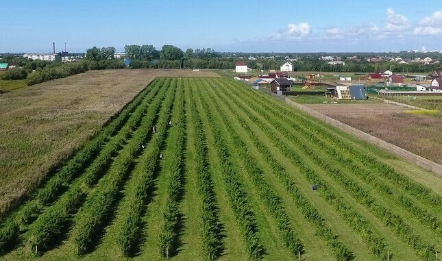 Малиновое поле для малиноедов стало бизнесом для молодых супругов