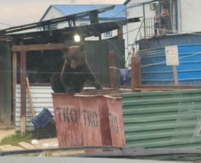 В Приамурье в вахтовый городок проник медведь видео