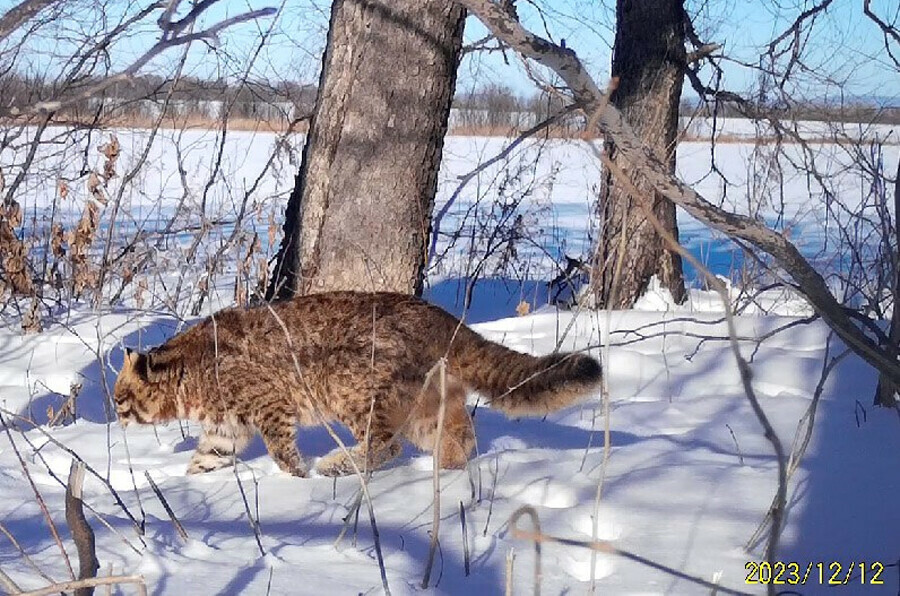 Дальневосточный лесной кот оставляет записи на дереве Для кого видео