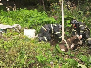 Буренка и теленок звали на помощь Сотрудники МЧС провели уникальную спасательную операцию 