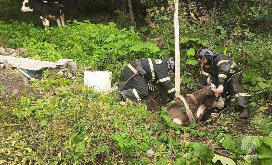 Буренка и теленок звали на помощь Сотрудники МЧС провели уникальную спасательную операцию 