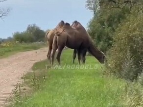 Гони на Благу В Амурской области на дорогах заметили верблюдов