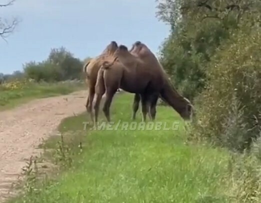 Гони на Благу В Амурской области на дорогах заметили верблюдов