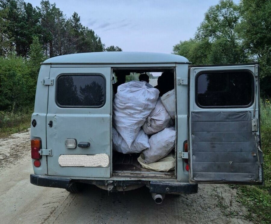 В Приамурье вновь задержали иностранцев уничтожающих краснокнижные растения Троих депортировали