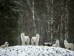 Мороз крепчает прогноз погоды в Амурской области на 16 декабря 