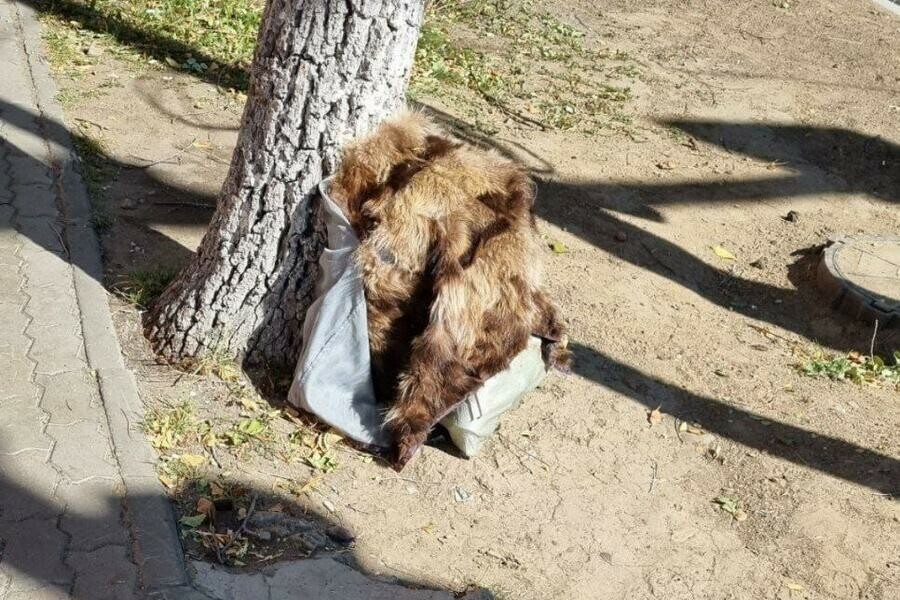 Шкуры неизвестного происхождения бросили в центре Благовещенска фото