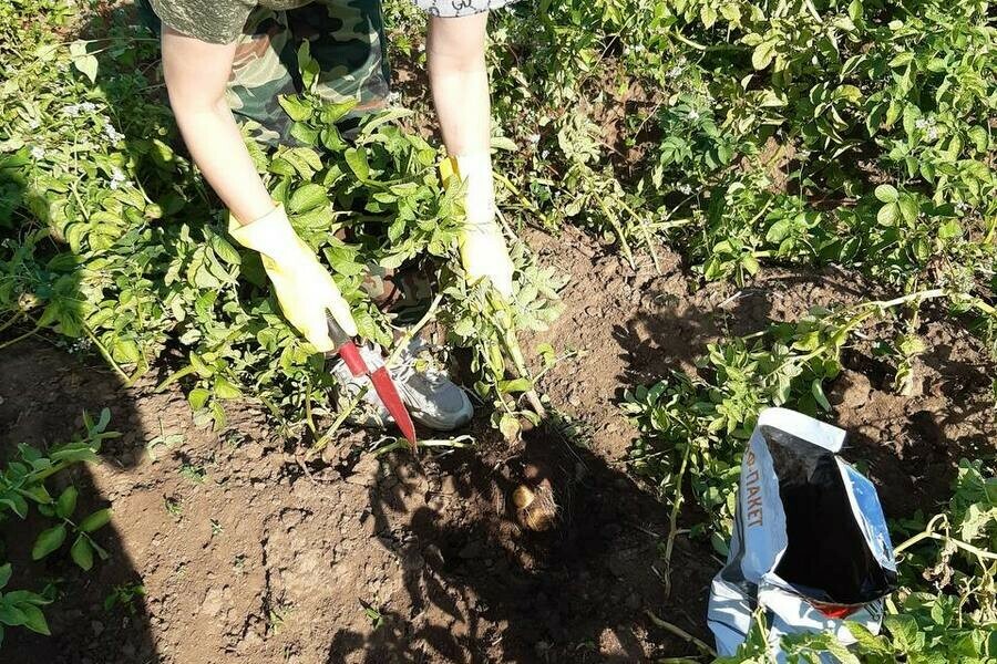 Карантинный режим ввели в одном из районов Приамурья 