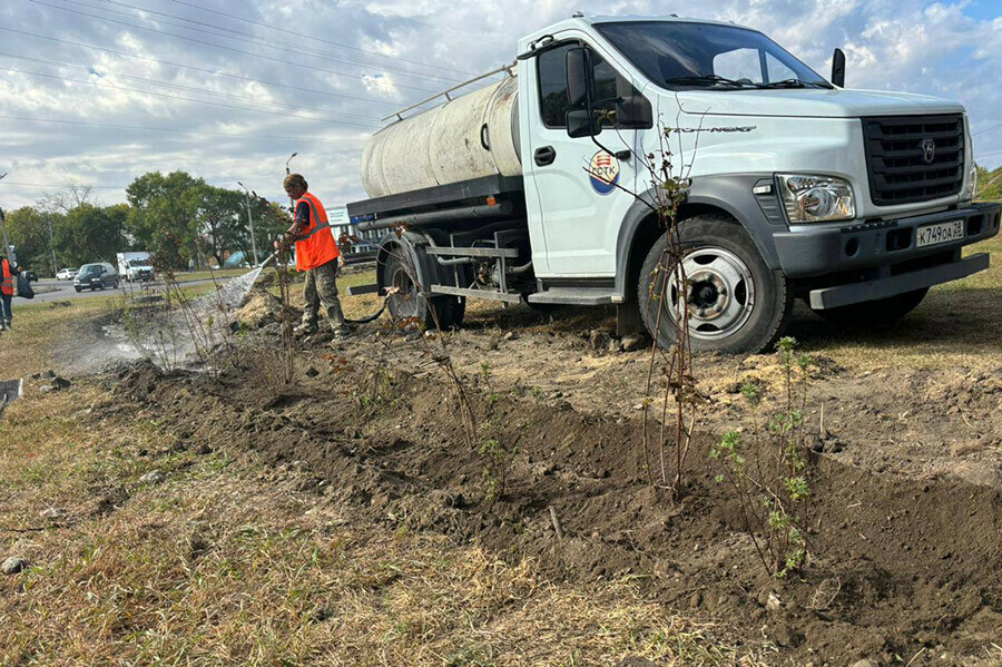 Кольцо на Театральной в Благовещенске озеленили курильским чаем