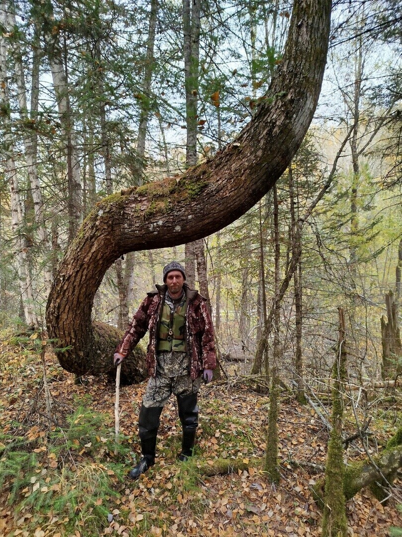 В амурской тайге нашли деревоанаконду