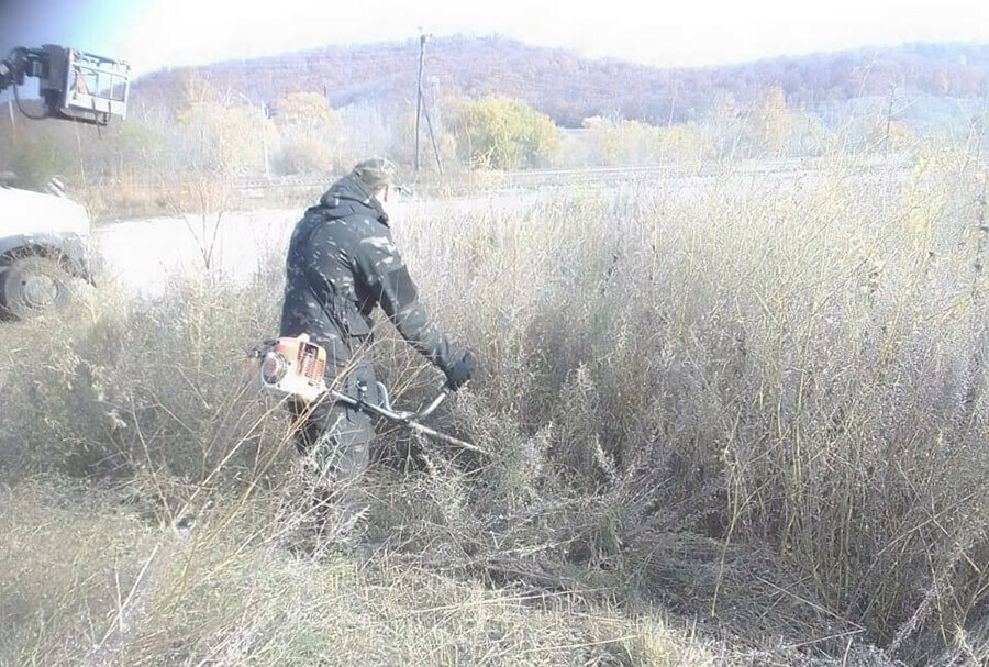 На борьбу с зарослями опасного растения снова поехали сотрудники ГСТК Благовещенска