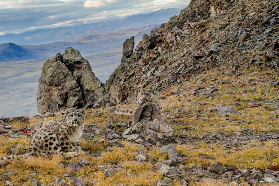 Лучший снимок с фотоловушки выбрали на конкурсе РГО Самая красивая страна