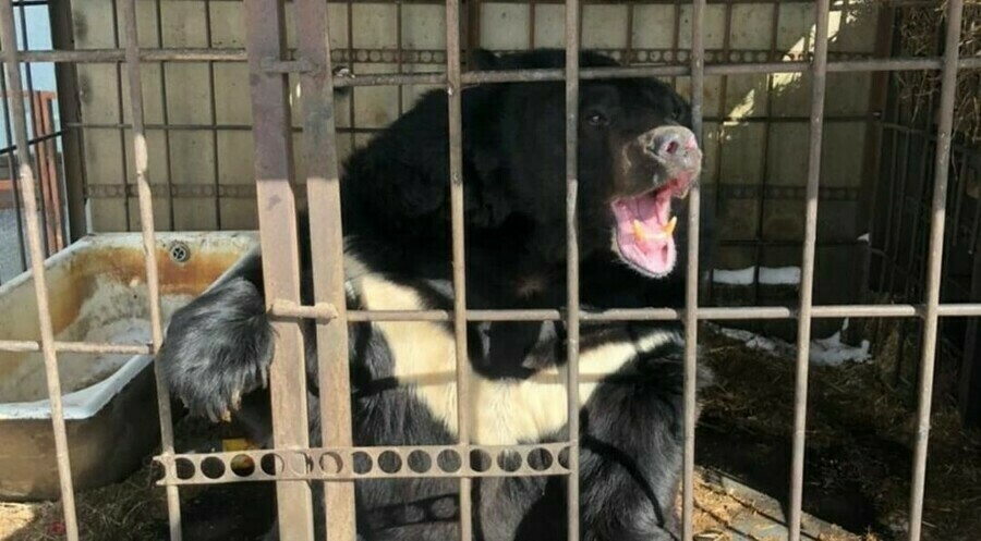 Вот это поворот известного благовещенского медведя Семена с базы на Театральной собираются увезти из Амурской области