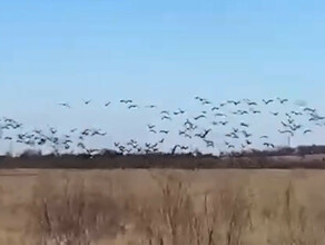 Из Амурской области улетают последние журавли видео