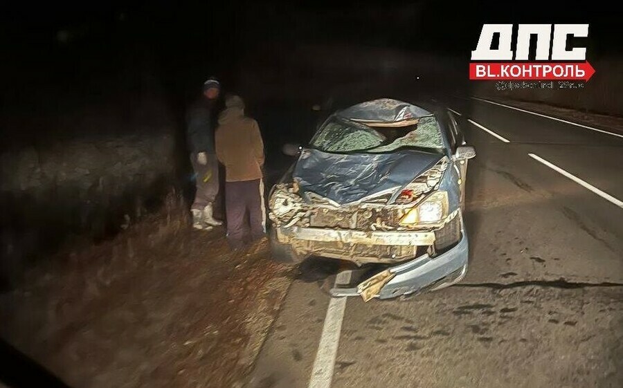 Лошадь выскочила на трассу Благовещенск  Гомелевка перед ехавшим автомобилем