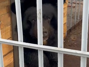 В Благовещенске умер медведь Семен проживший много лет на базе на улице Театральной видео