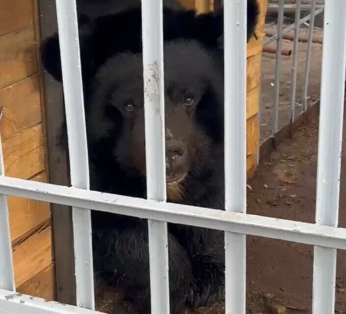 В Благовещенске умер медведь Семен проживший много лет на базе на улице Театральной видео