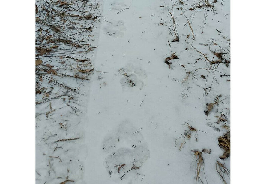 В Хинганском заповеднике Приамурья обнаружился след полосатого самца