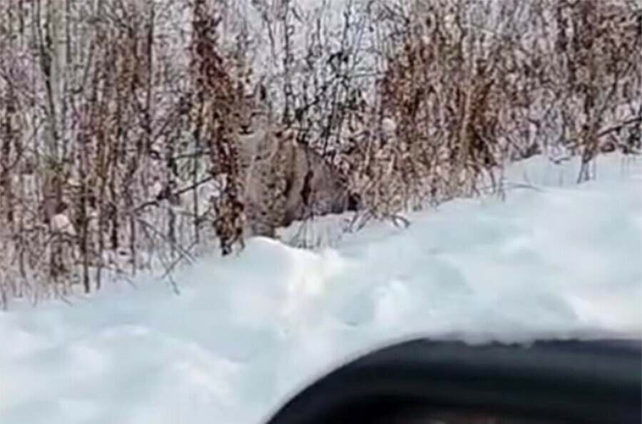 Молодых любознательных рысей у дороги сняли на видео в Амурской области