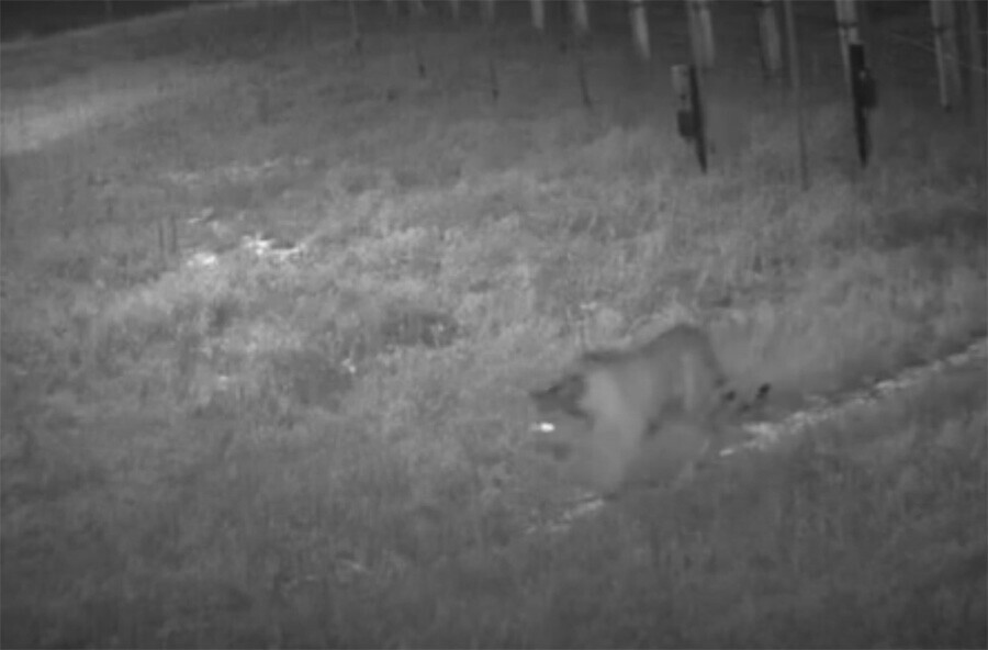 Полосатая Елена попала в фотоловушку в Амурской области видео