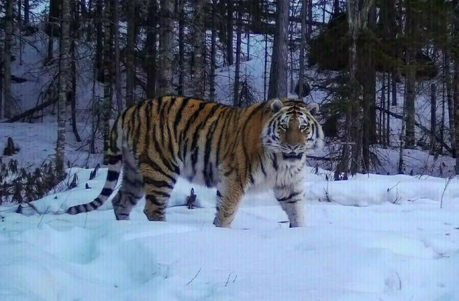 Найдено тело мужчины которого амурский тигр утащил в лес Жуткие подробности 