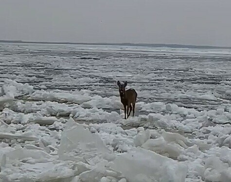 В Благовещенске заметили детеныша косули видео