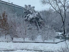 Деревья под тяжестью снега гнутся и ломаются в Благовещенске фото