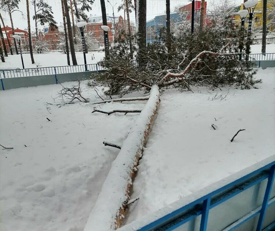 В Белогорске под тяжестью снега рухнула высокая сосна