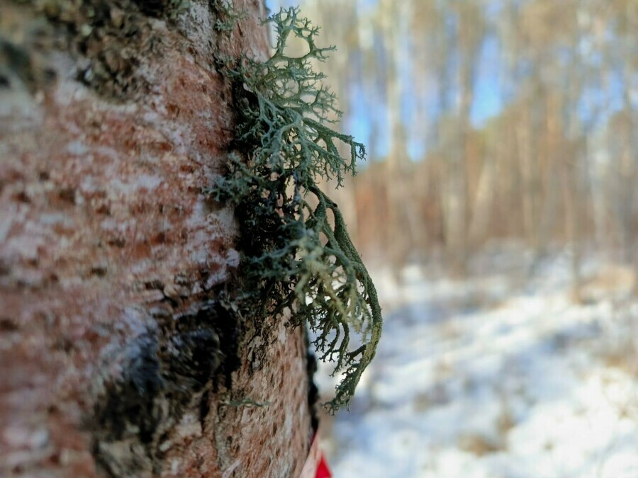 В Амурской области к декабрю у дерева выросла зеленая борода с запахом камфоры