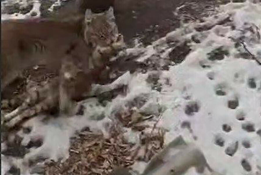 В Амурской области рысь приходила к домашним кошкам на кормежку а потом начала их есть