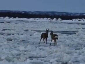 Стала известна судьба косуль которые дрейфовали на льдине у Благовещенска видео 