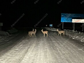 Водителей в Свободненском районе предупреждают что на дороге попадаются козлы