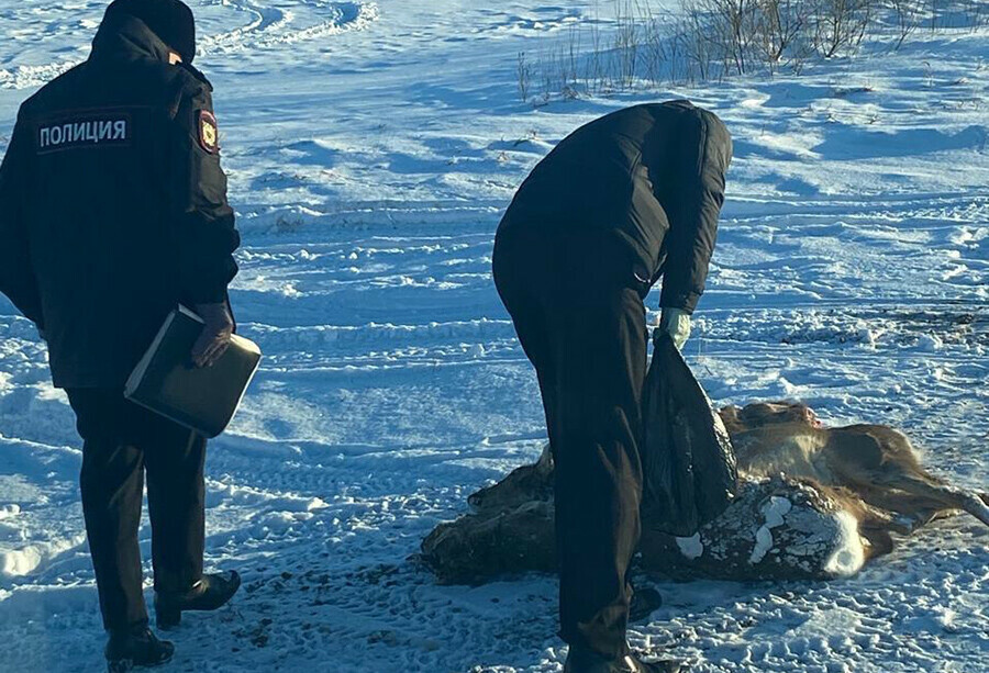 В Приамурье браконьеры пользуются бедственным положением косуль и безжалостно отстреливают их видео