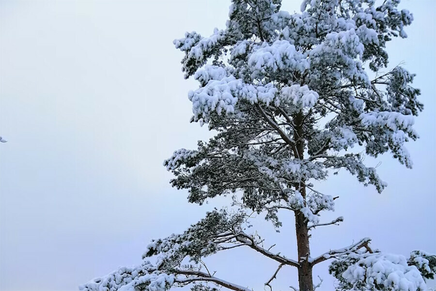 Прогноз погоды в Амурской области на 19 декабря