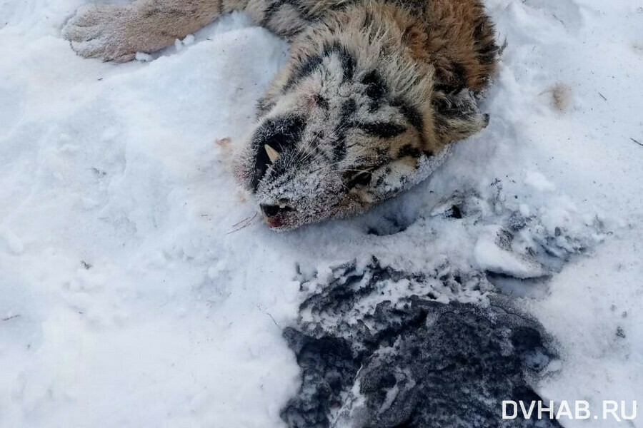 Амурский тигр ранил охотинспектора животное пришлось убить фото 