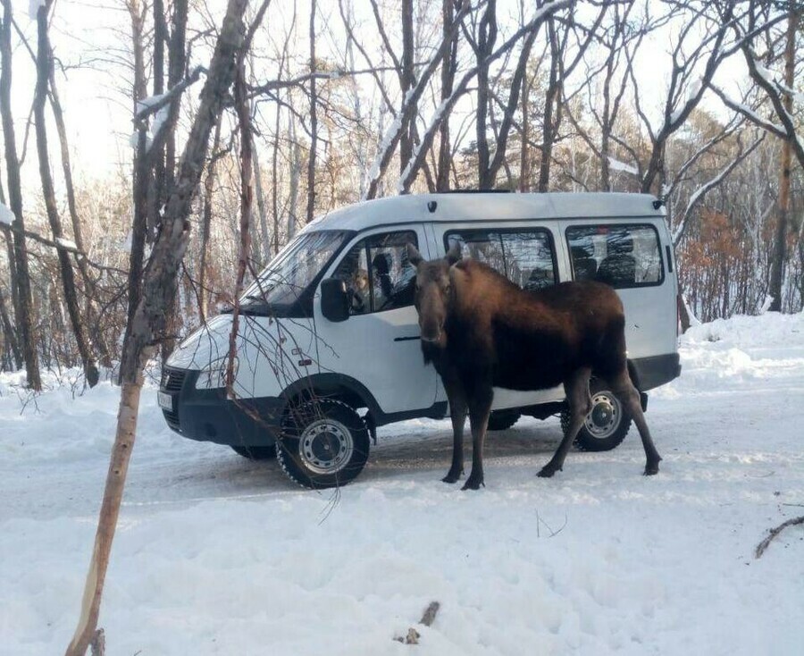 Лоси из Зейского природного центра соскучились по людям