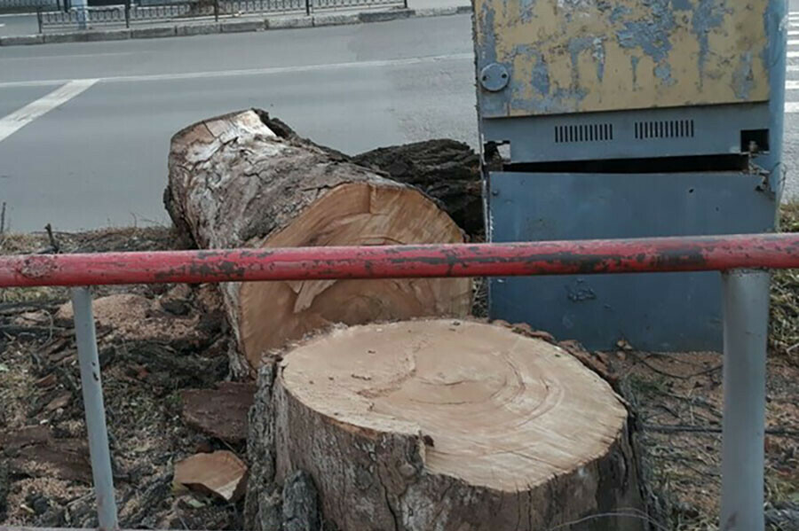 Опасные деревья у дорог спилят в Амурской области