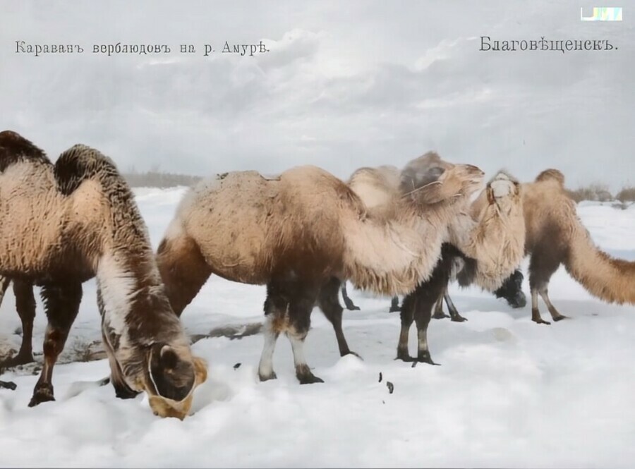 Нейросети оживили фото старинного Благовещенска и верблюдов на Амуре 