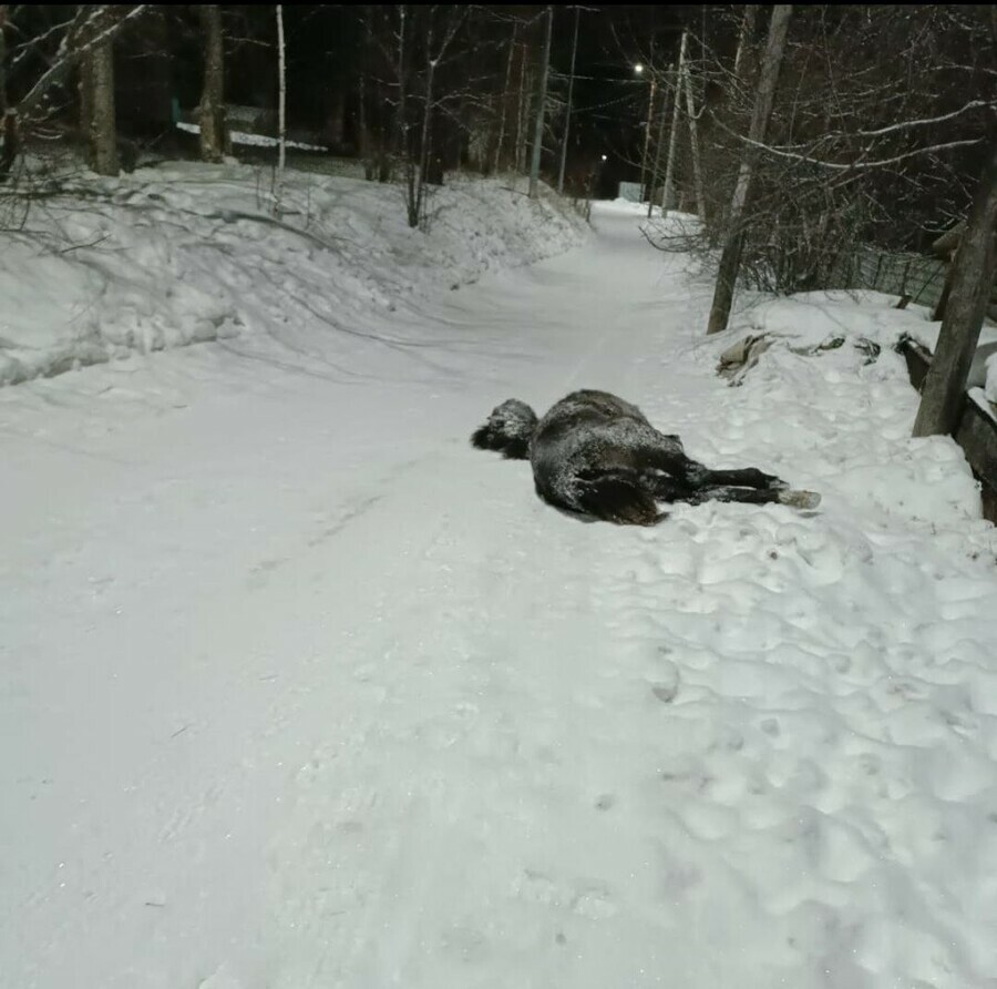 В Сковородине дорогу перегородил труп лошади