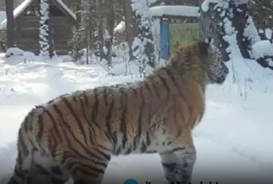 В Амурской области косули заманили тигра на юг Его заметили недалеко от Возжаевки