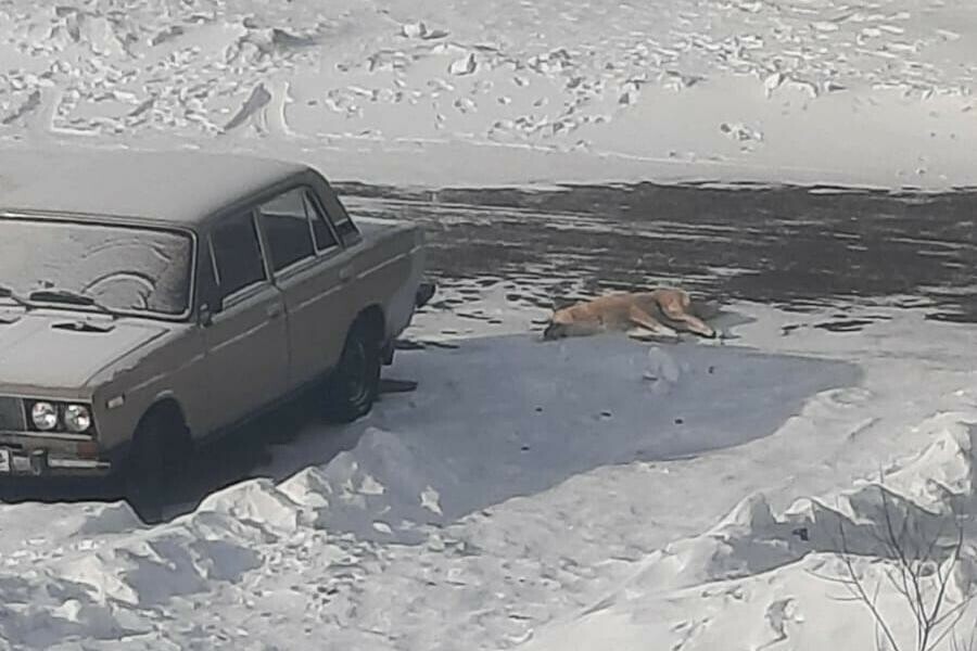 После нападения собак на женщину в Европейском на улице нашли мертвое животное