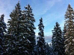 В Приамурье температуры снова опустятся  ниже 30 градусов 