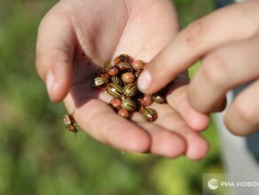 Россельхозцентр колорадский жук может прийти на амурские поля