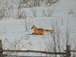 Самолет не смог сесть на Сахалине по неожиданной причине