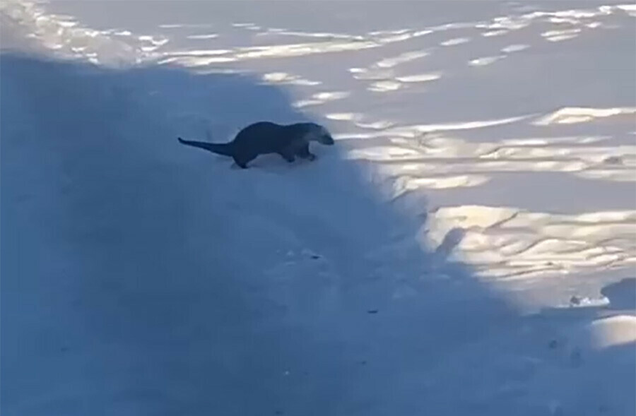 Красоткувыдру сняли на видео в Сковородине