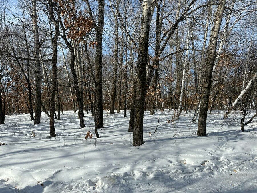 В Благовещенске хотят создать новую зону отдыха и перевезти туда экологический центр с Магистральной