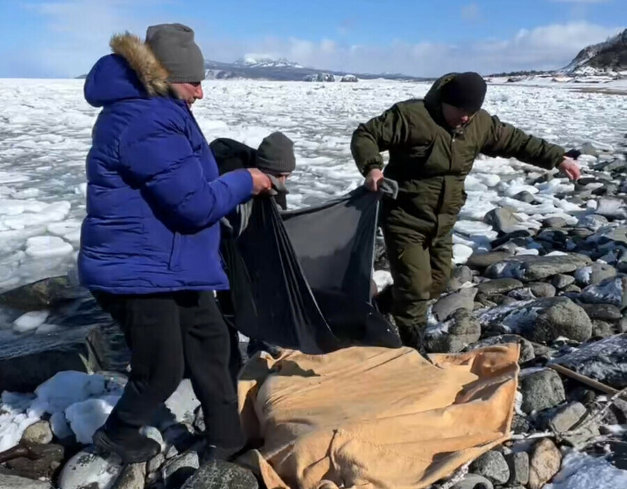 На Дальнем Востоке спасли свинью застрявшую во льдах и в одеяле отнесли в безопасное место