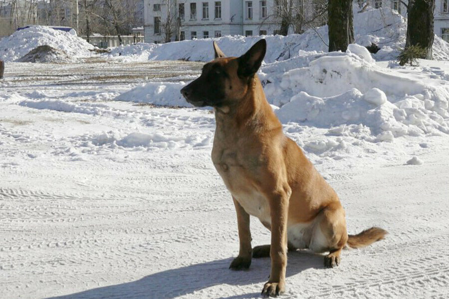 В Благовещенске служебнорозыскная собака взяла след и привела полицейских прямо к грабителю фото видео