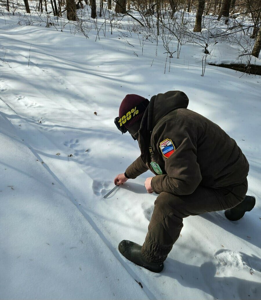 Лесничий погиб в тайге после нападения крупного хищника