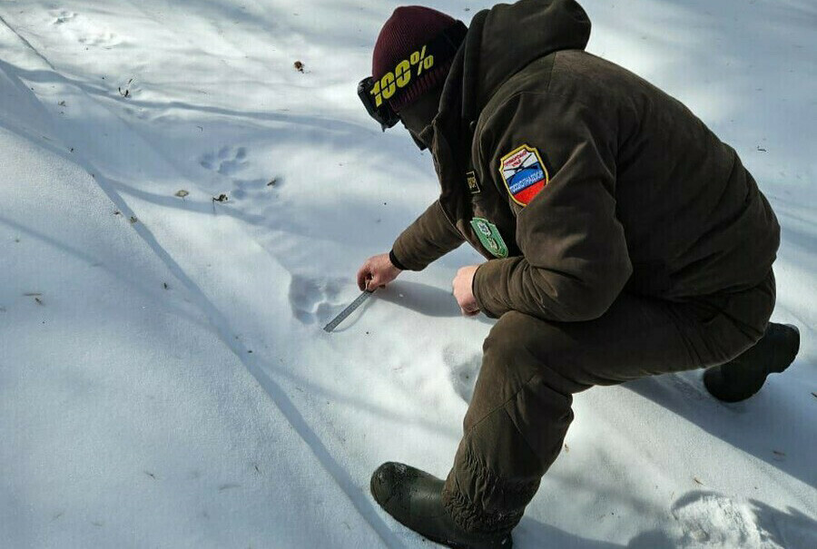 Специалисты определили какой хищник убил лесничего в Приморье