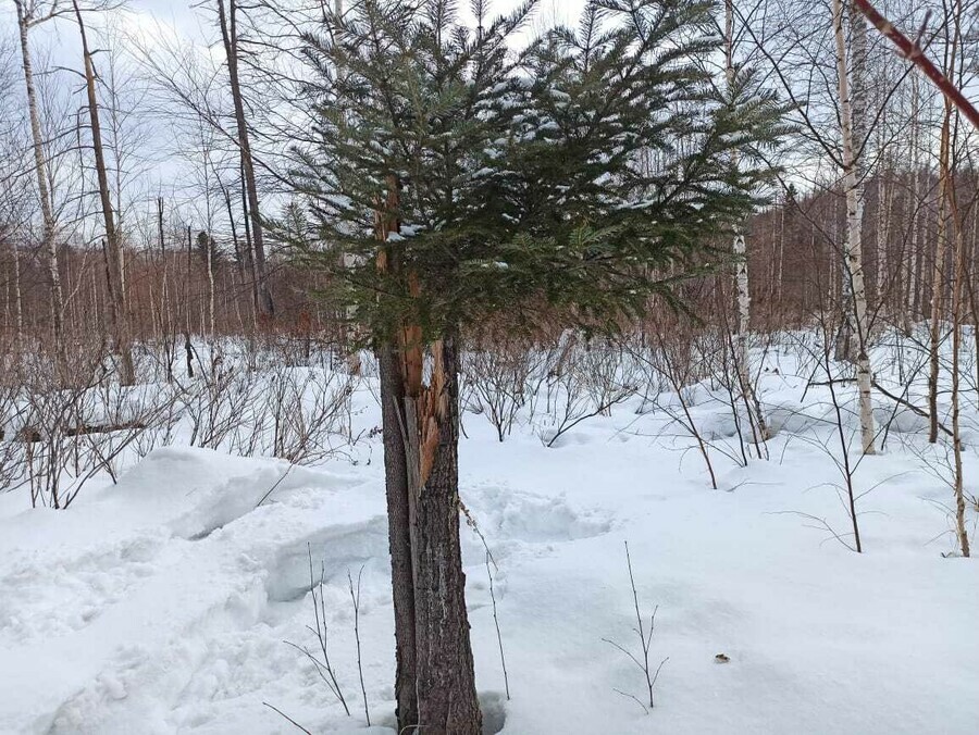 В амурской тайге лесничие неожиданно обнаружили природный бонсай